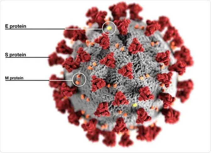What is Coronavirus